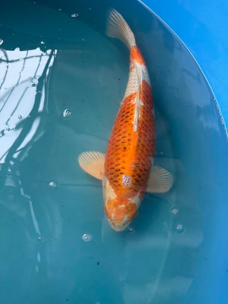 Japanse koi te koop