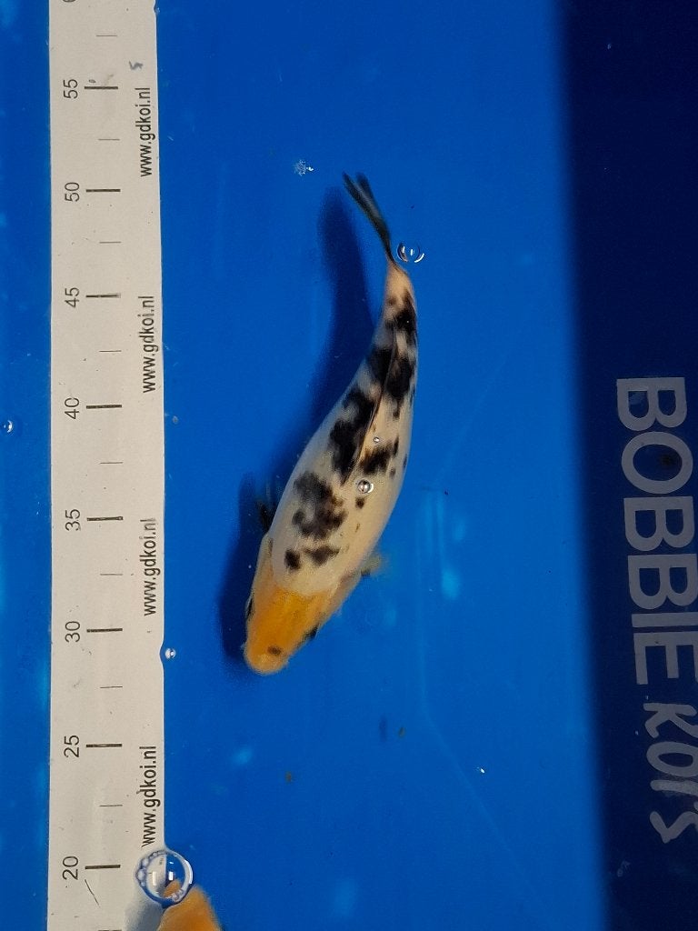 KOI Karpers, Dieren en Toebehoren, Vis, Zoetwatervis
