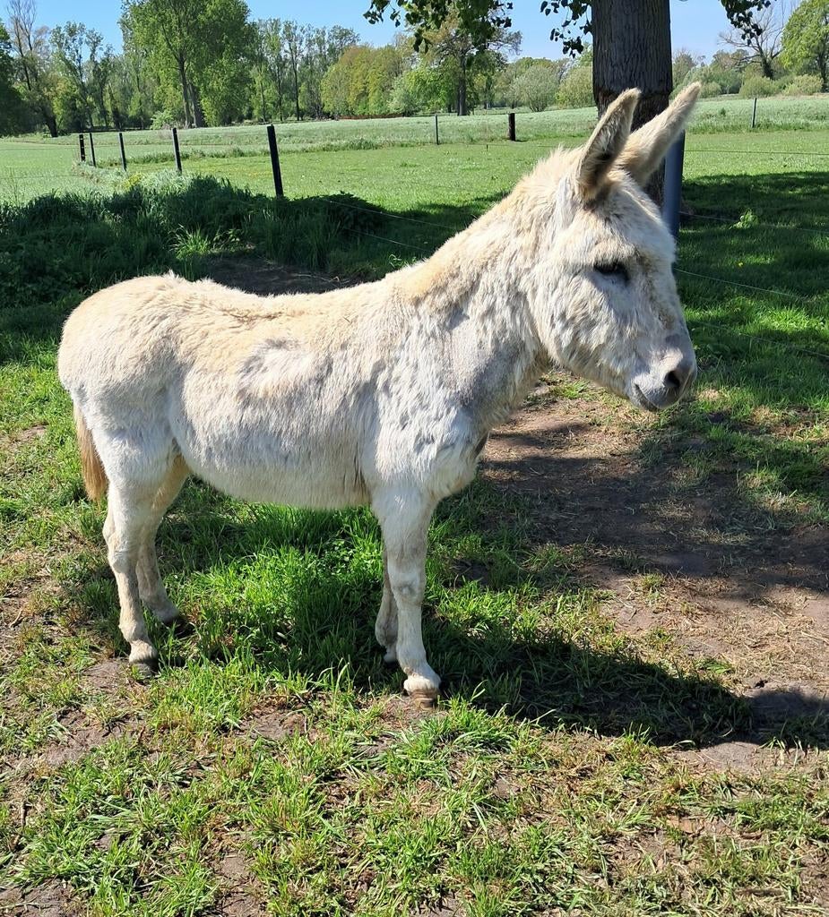 Ezel hengst, Dieren en Toebehoren, Pony's, Hengst