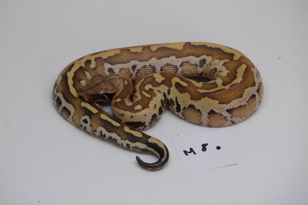 Python Brongersmai matrix t+ cherry bomb, Ophalen of Verzenden, Nieuw, Overige typen