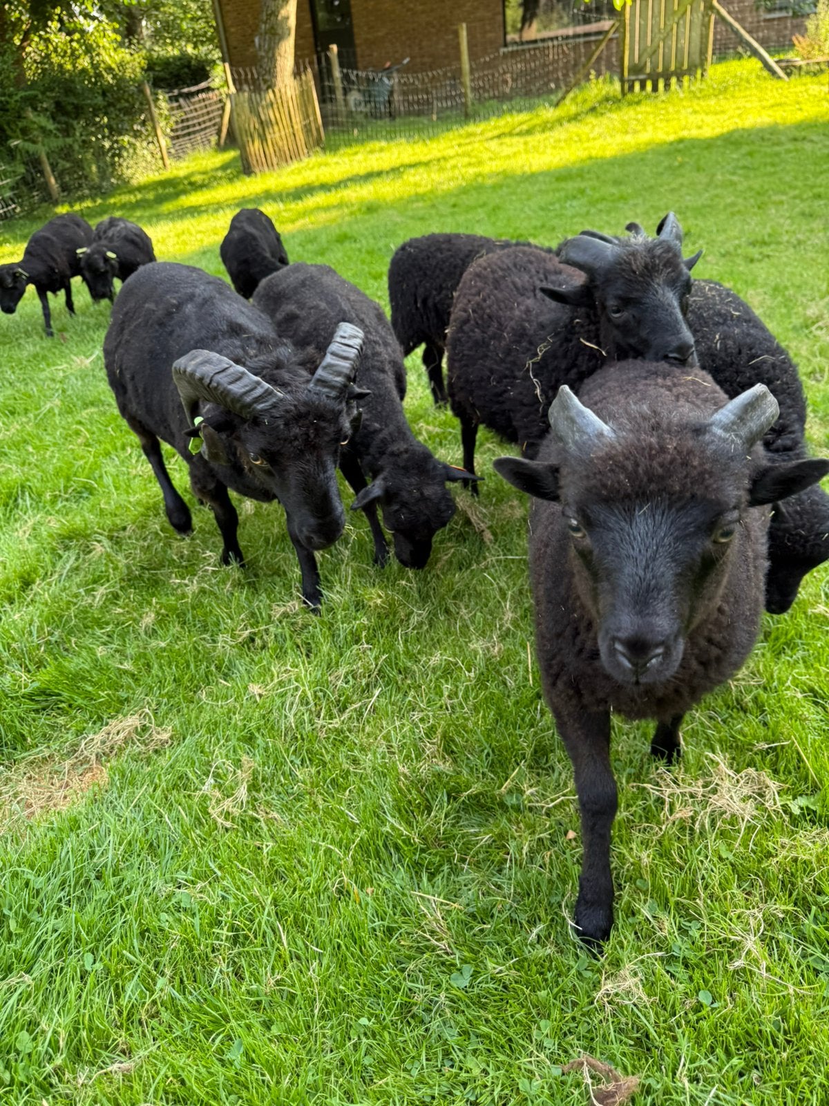 Ouessant stamboek lammeren - Ram (03/2026 - 4 st.), Dieren en Toebehoren, Schapen, Geiten en Varkens, Mannelijk, Schaap, 0 tot 2 jaar