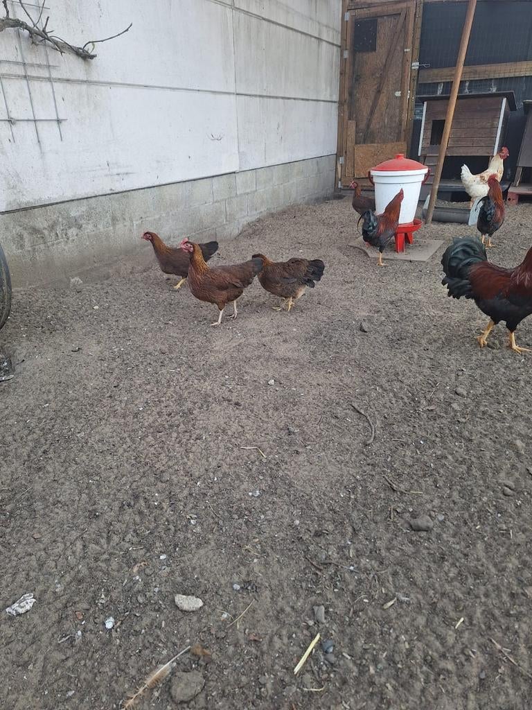 Welsumer krielen (trio), Animaux & Accessoires, Volatiles, Poule ou poulet, Plusieurs animaux