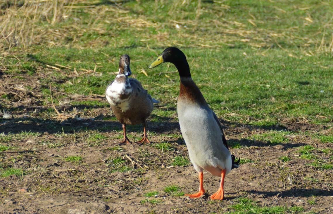 indische loopeend, Dieren en Toebehoren, Pluimvee, Mannelijk, Eend