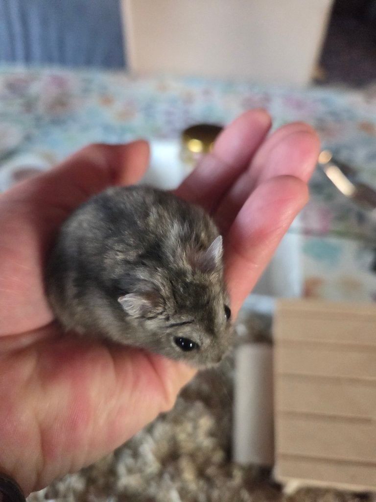 Vrouwelijke Russische hamster met mooie en grote kooi, Hamster, Juni, Vrouwelijk, Tam