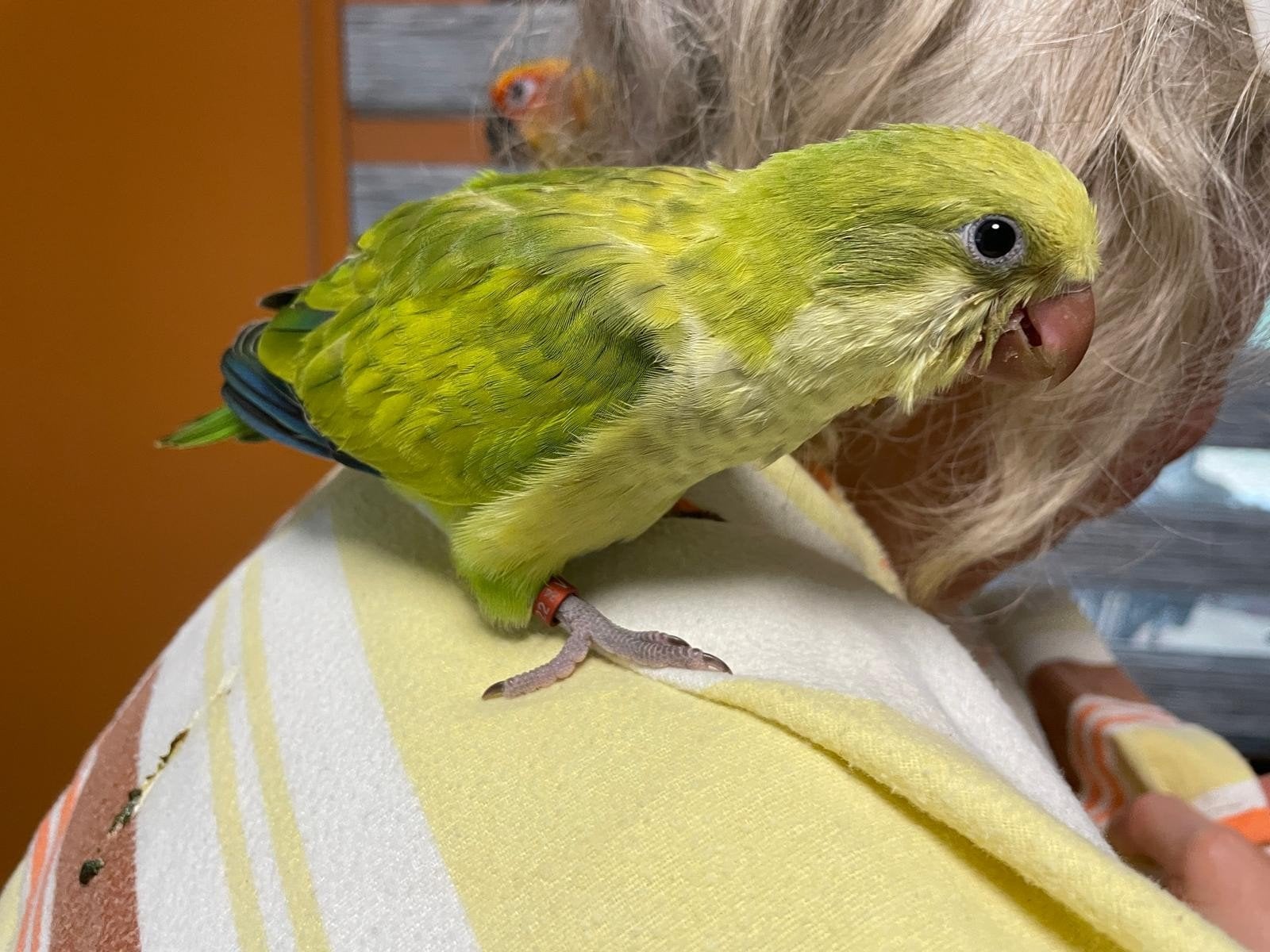 conures apprivoisés, Animaux & Accessoires, Bagué