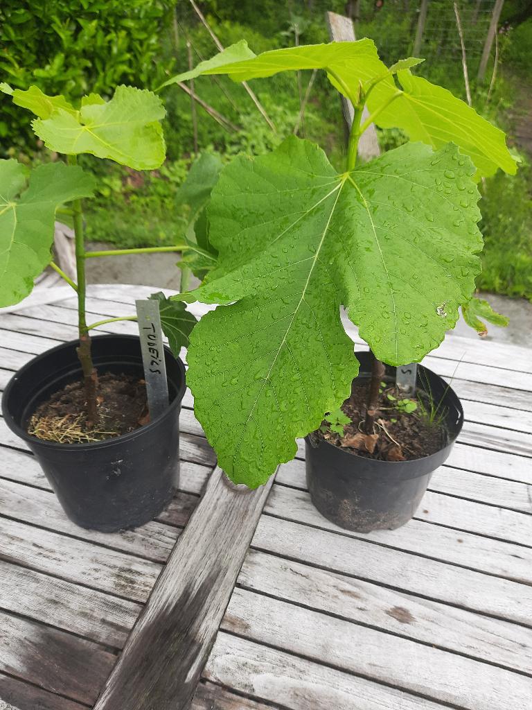 vijgenboompje in pot, Tuin en Terras, Planten | Fruitbomen, Vijgenboom, Minder dan 100 cm, In pot, Ophalen