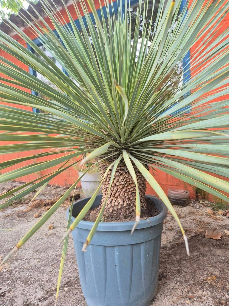 Waw palm, Ophalen