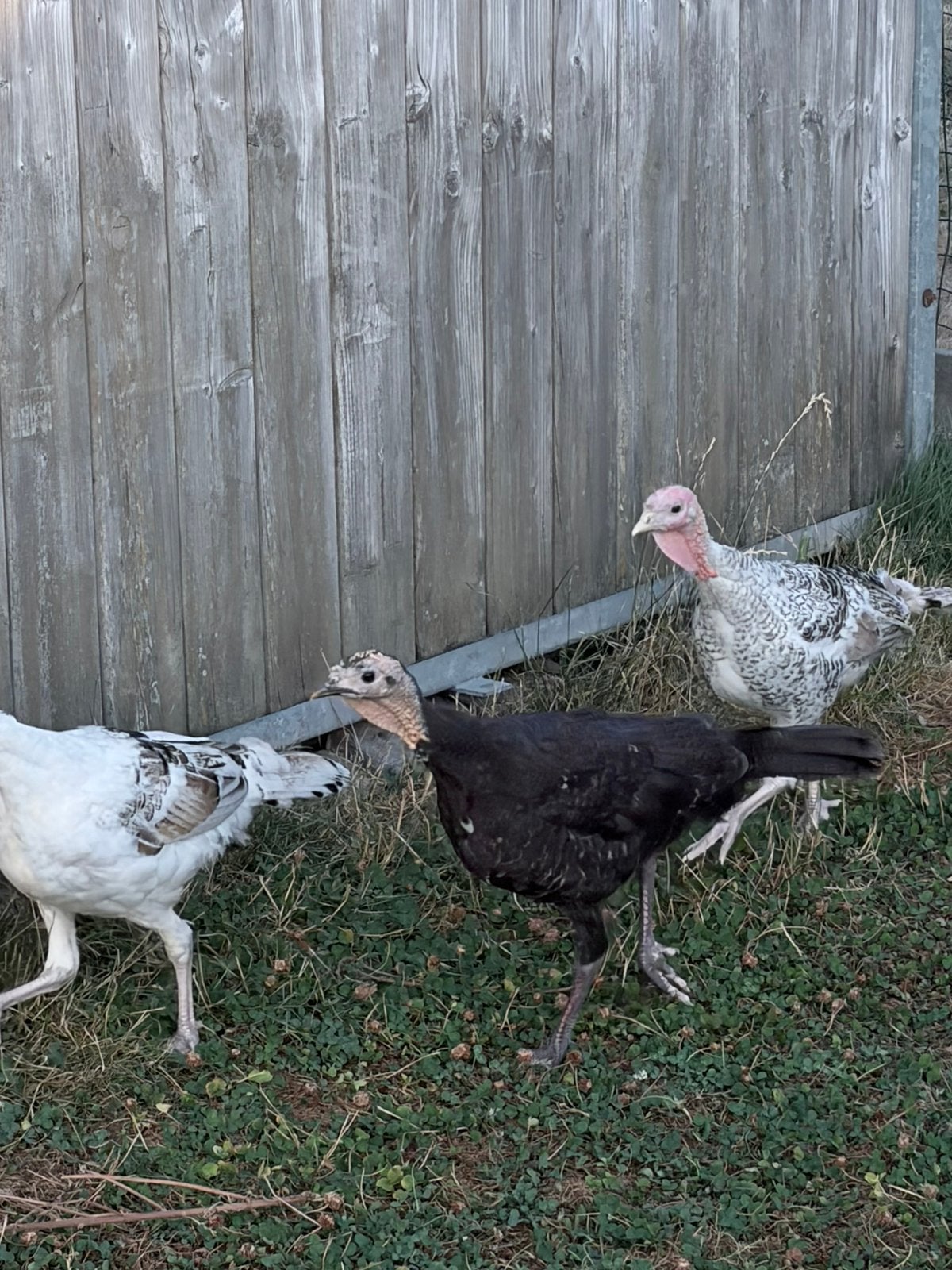 Ronquiere kalkoen jongen, Dieren en Toebehoren, Meerdere dieren, Kalkoen