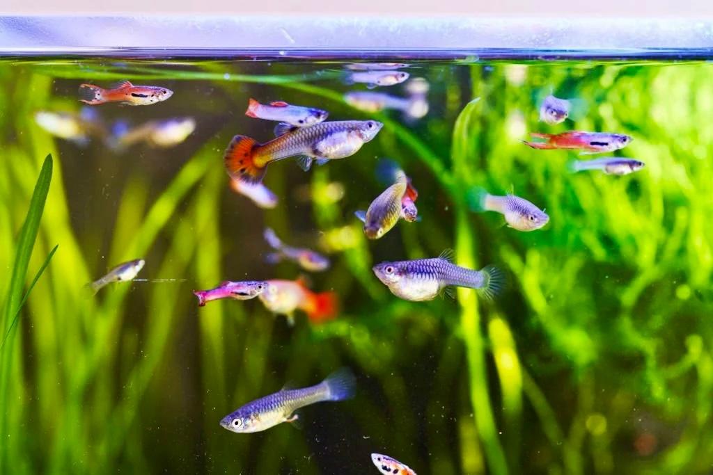 Gratis guppies gezocht, Dieren en Toebehoren, Vissen | Aquariumvissen, Vis, Zoetwatervis