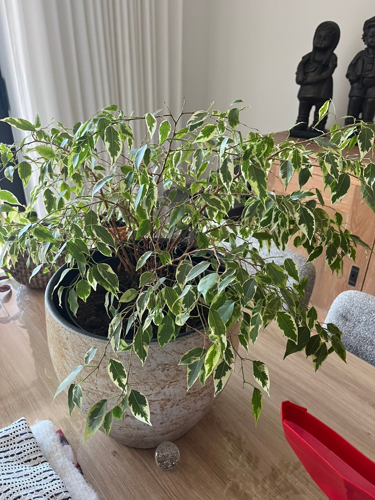 Plante à vendre 10,00€ sans pot extérieur, Enlèvement