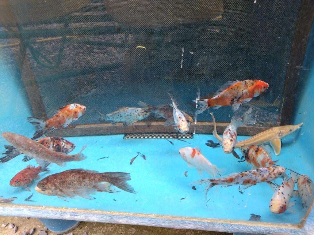 Allerlei vijvervissen: Koi, goudvis, steurs, windes, enz, Esturgeon