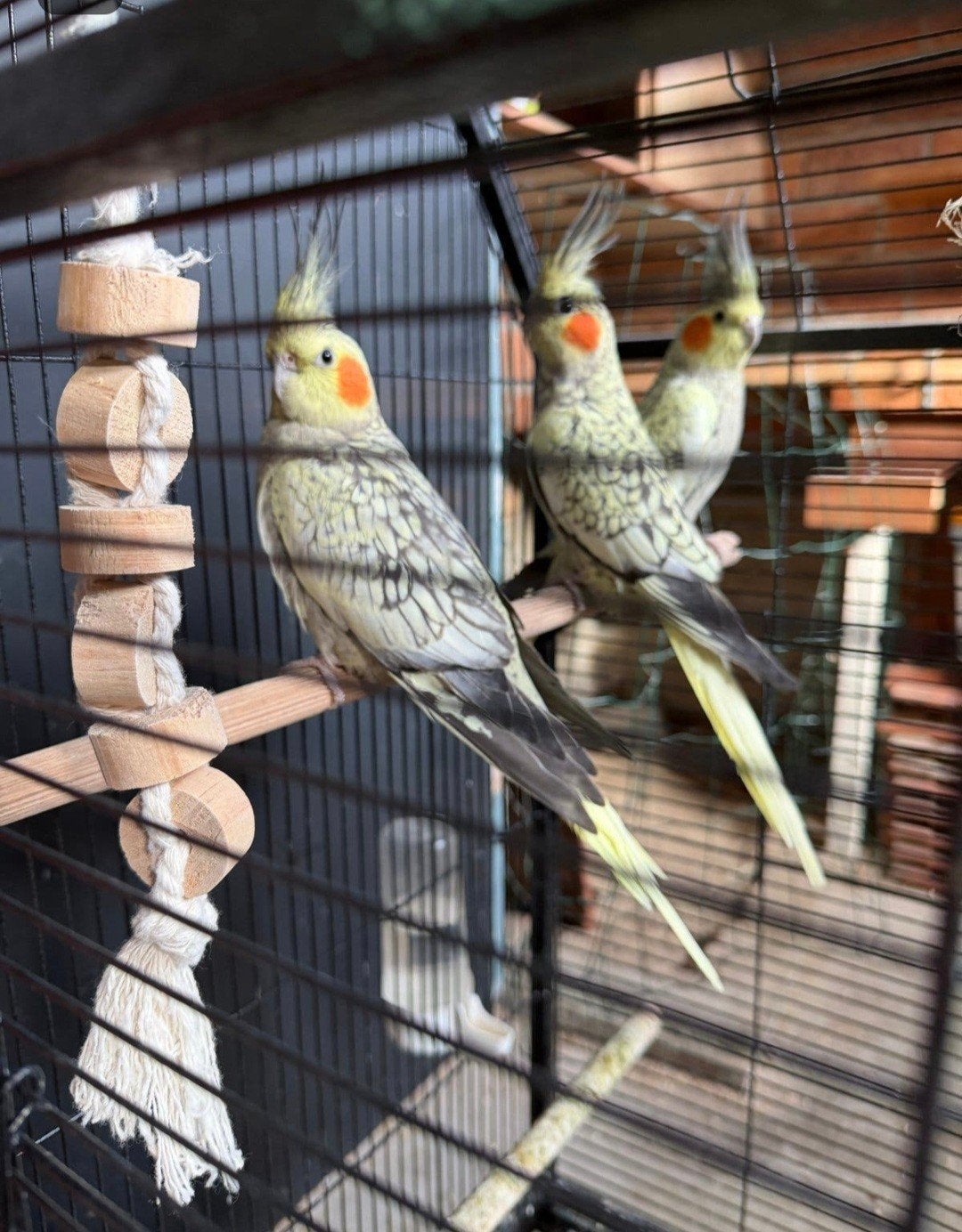Valkparkiet popjes en mannetjes, Animaux & Accessoires, Plusieurs animaux, Perruche, Domestique