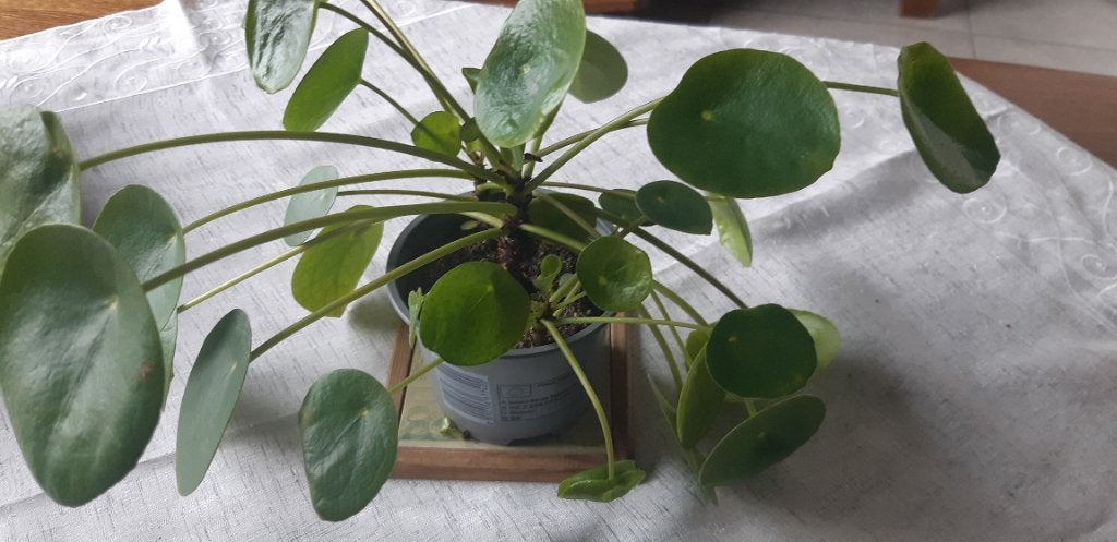 Pannenkoeken planten, Maison & Meubles, Plantes d'intérieur, Autres espèces, Moins de 100 cm, Enlèvement, Plante verte