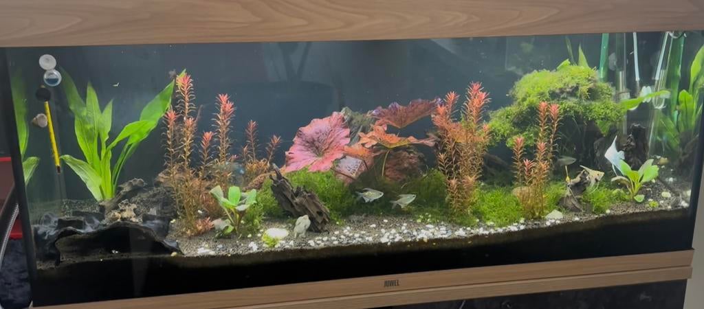 Geef je aquarium vissen en planten een tweede kans!, Dieren en Toebehoren
