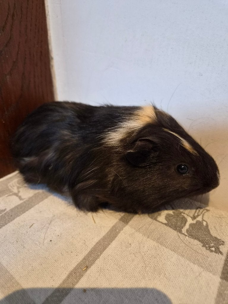Cavia, Août, Domestique, Cobaye, Femelle