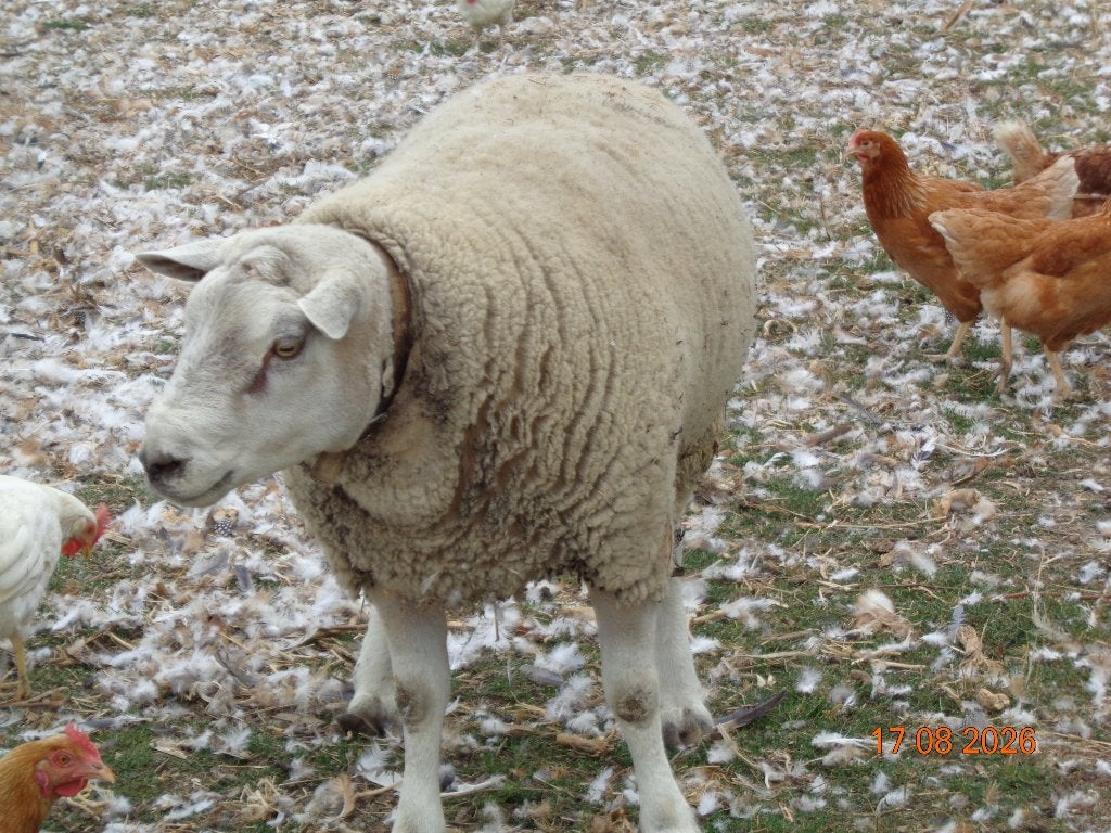schaap, Dieren en Toebehoren, Mannelijk, Schaap, 0 tot 2 jaar