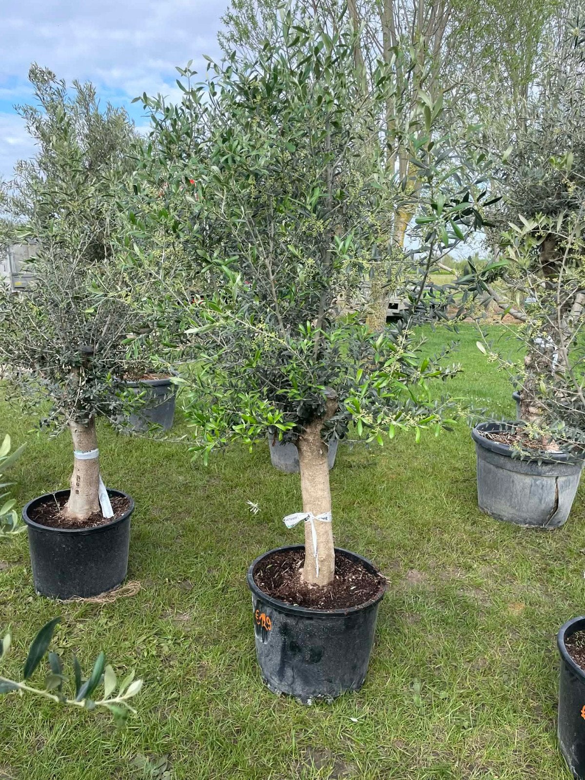 ‼️olijfbomen olea europaea aan onklopbare prijzen‼️, Ophalen