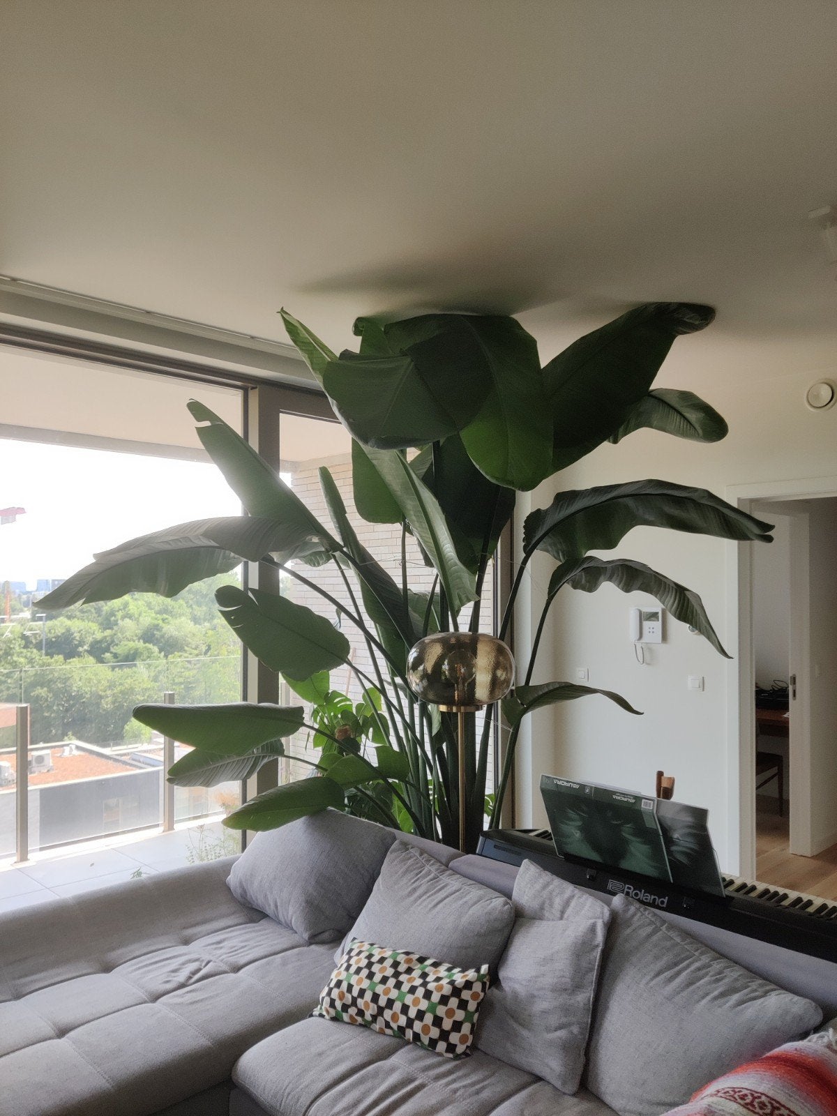 Strelitzia 3m, Maison & Meubles, Plantes d'intérieur, Autres espèces, En pot, Plein soleil, Enlèvement