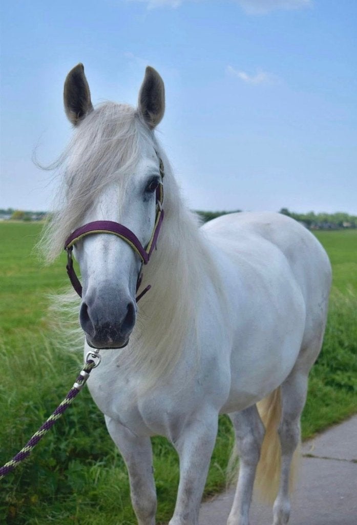 Mega brave ruin, Dieren en Toebehoren, E pony (1.48m - 1.57m), Met stamboom, Ruin, Dressuurpony