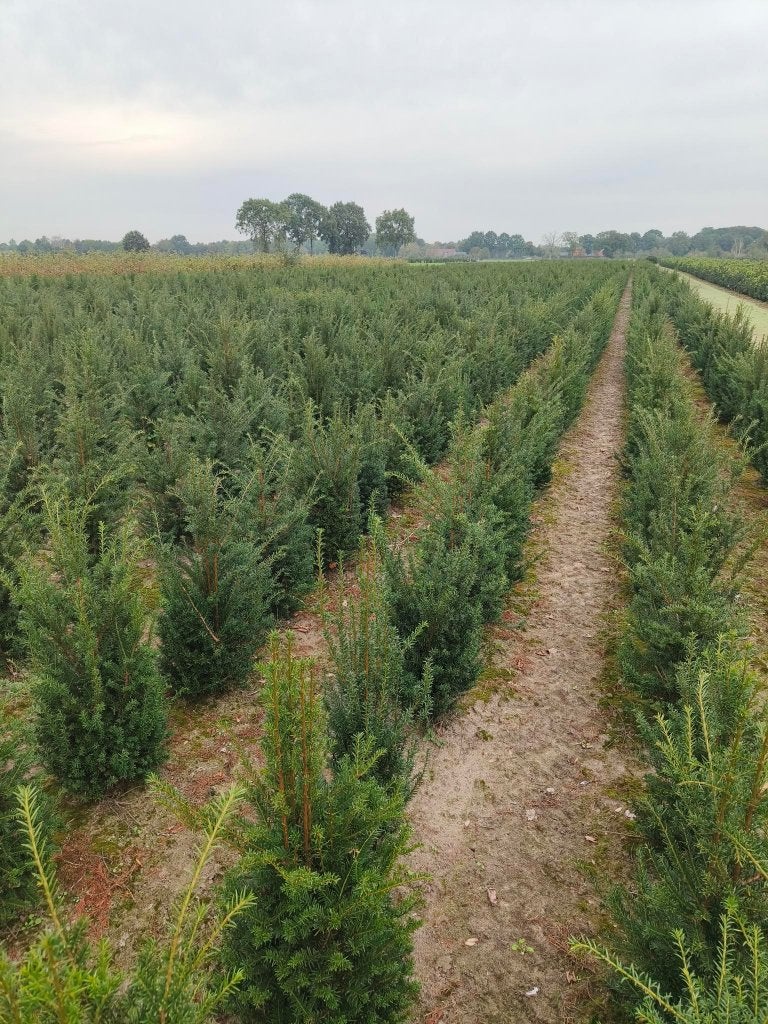 Taxus haagplanten, Enlèvement, Taxus, Haie, Moins de 100 cm