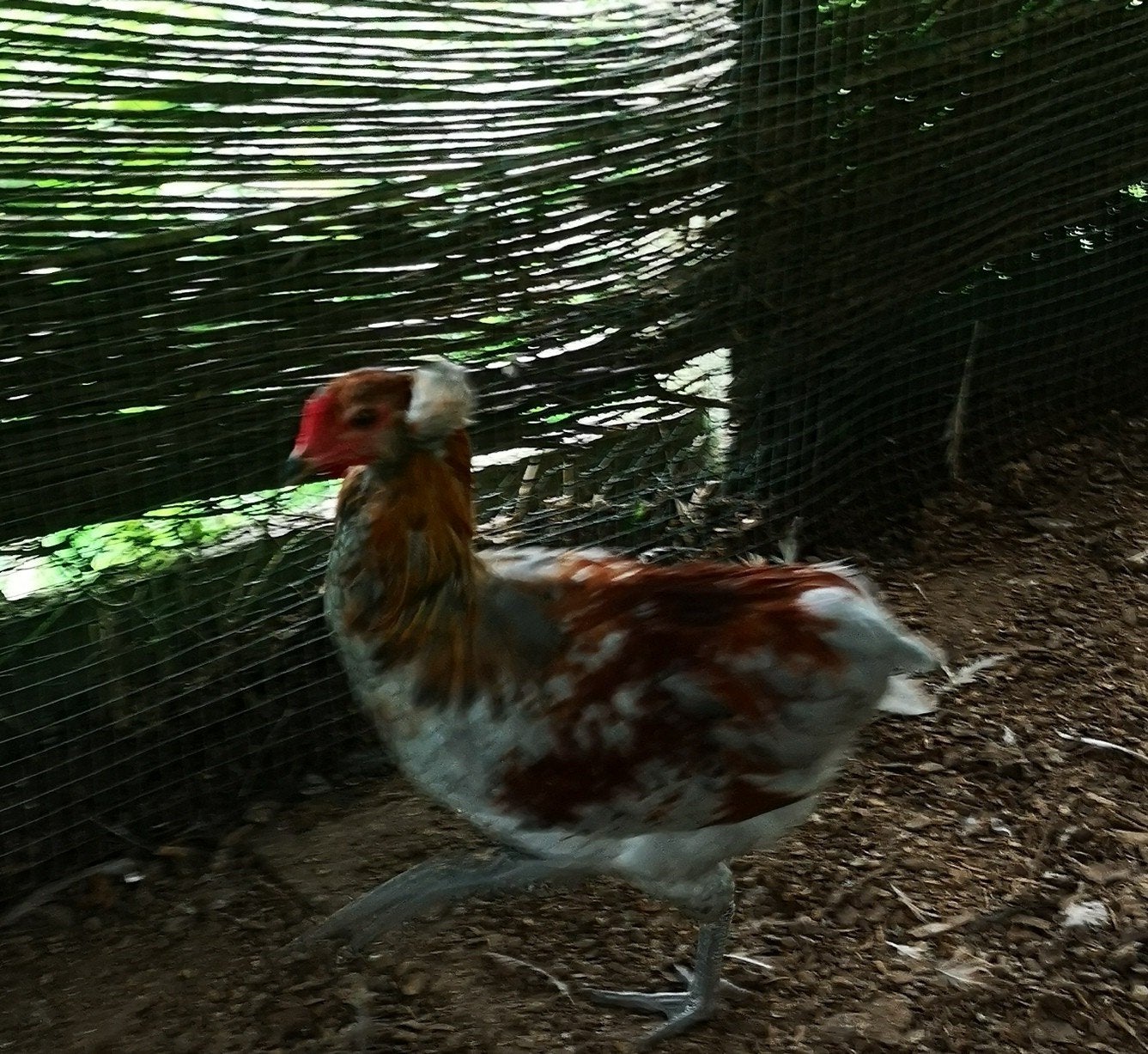 coqs et poules araucana, ameraucana, olivette, Plusieurs animaux, Poule ou poulet