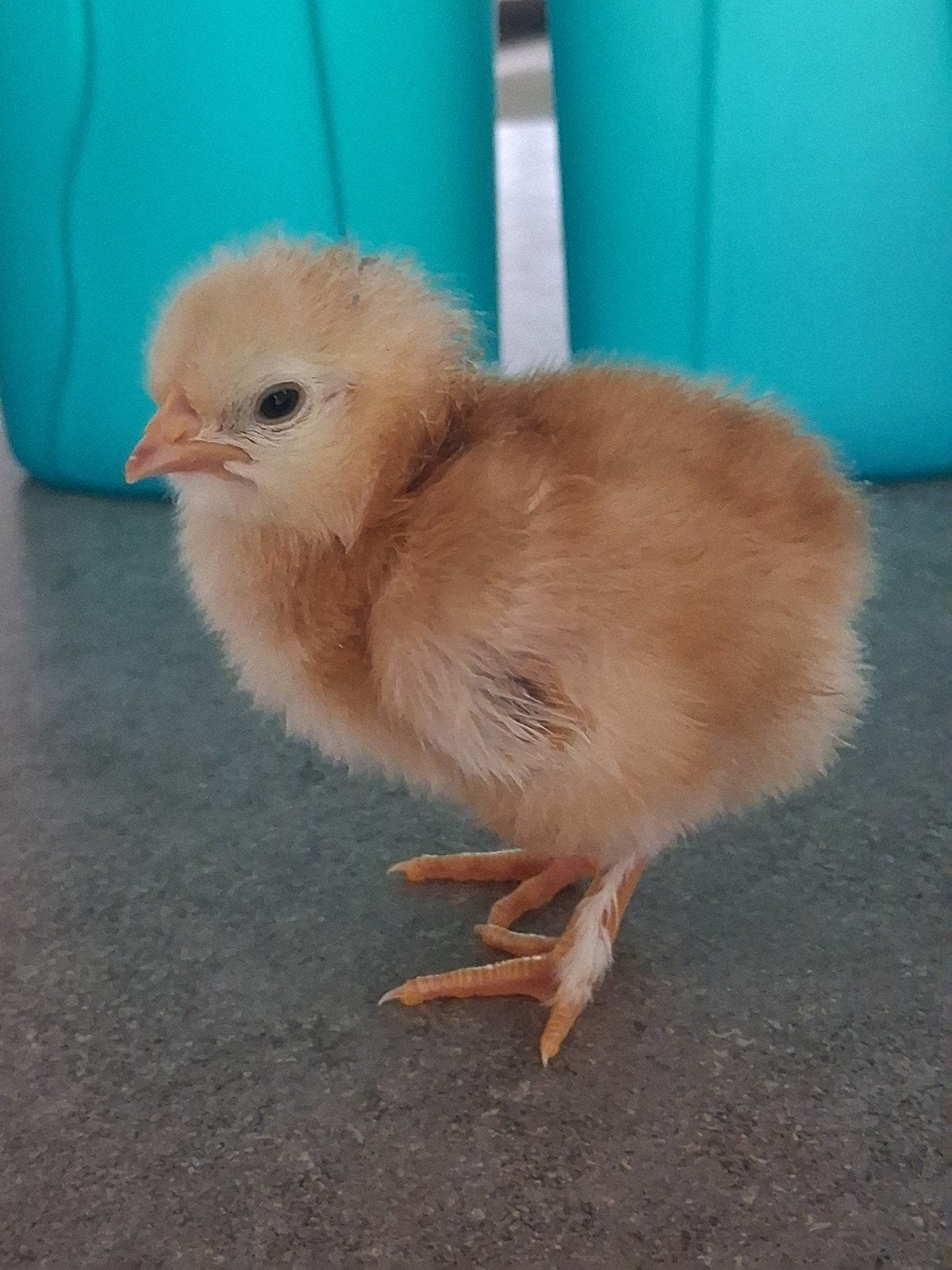 Ééndagskuiken, Poule ou poulet