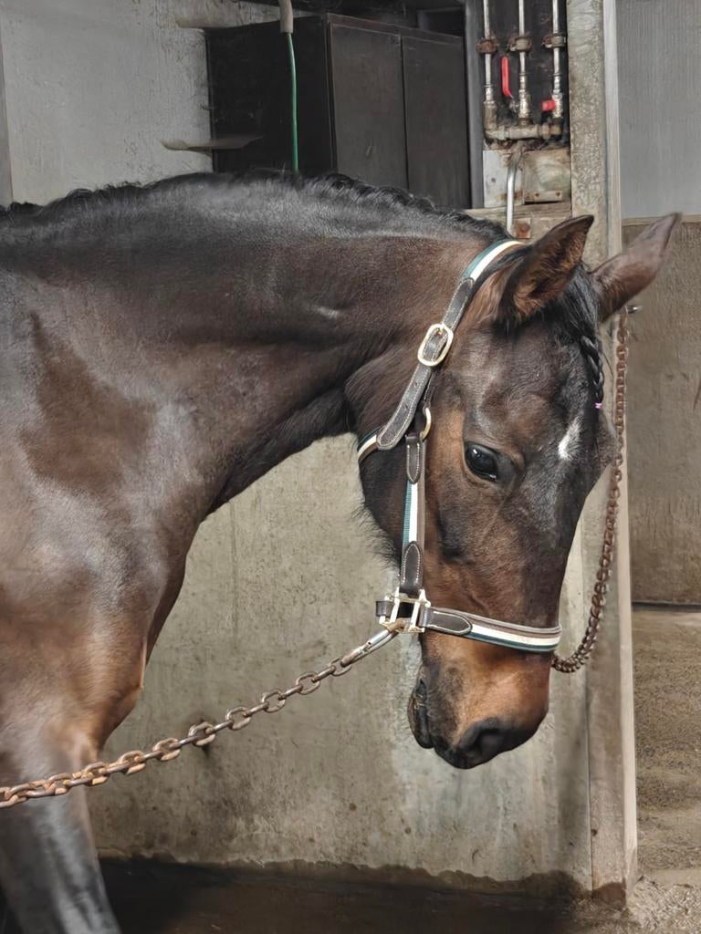 Halve stal aangeboden, Ophalen, Dressuur