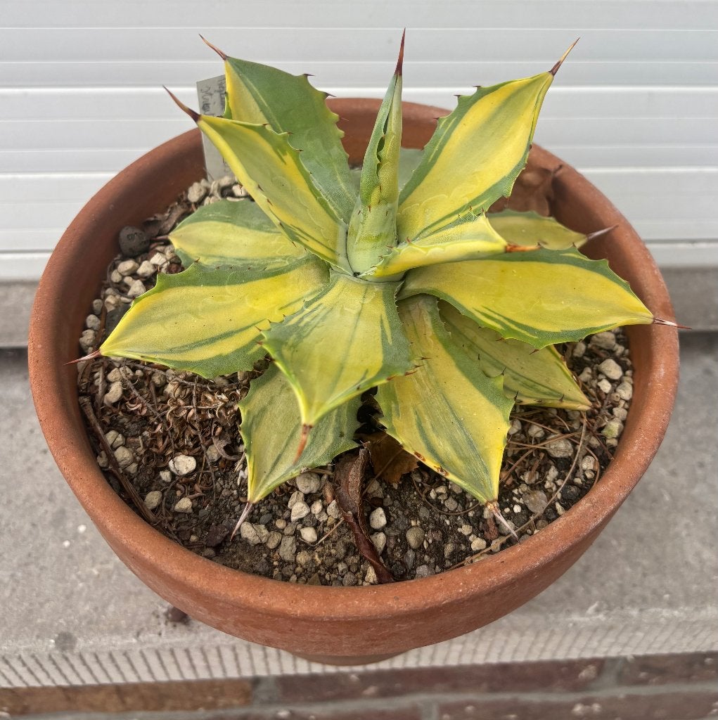 Agave isthmensis mediopicta, Ophalen of Verzenden, Vaste plant, Overige soorten, Volle zon