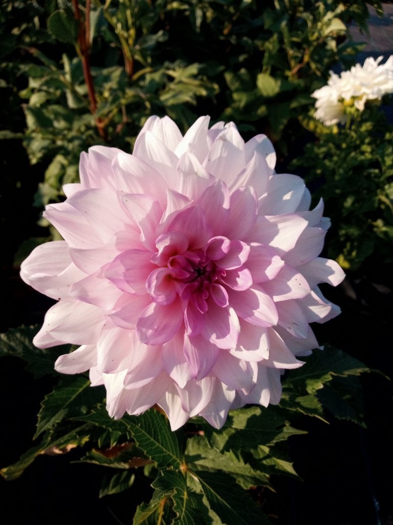 Dahlia's, Tuin en Terras, Volle zon, Vaste plant, Zomer, Ophalen