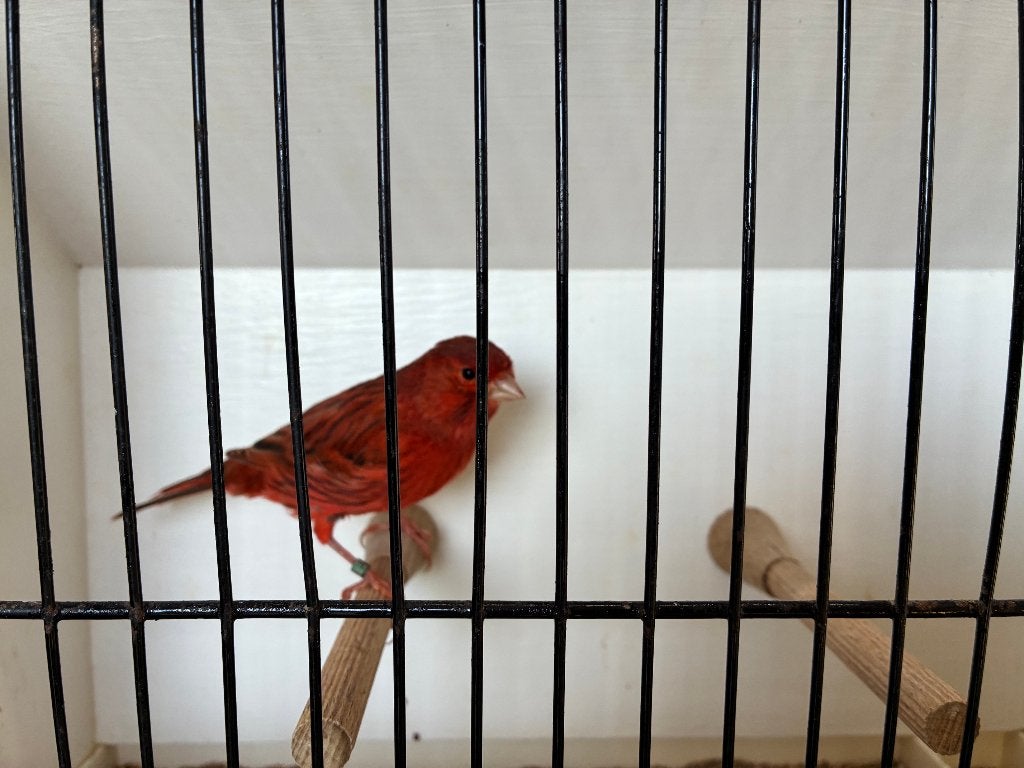 vogels, Dieren en Toebehoren, Meerdere dieren, Kleurkanarie