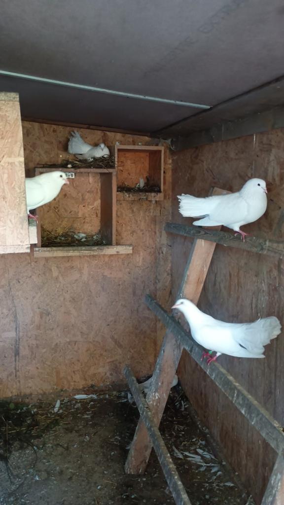 Pauwstaartjes, Dieren en Toebehoren