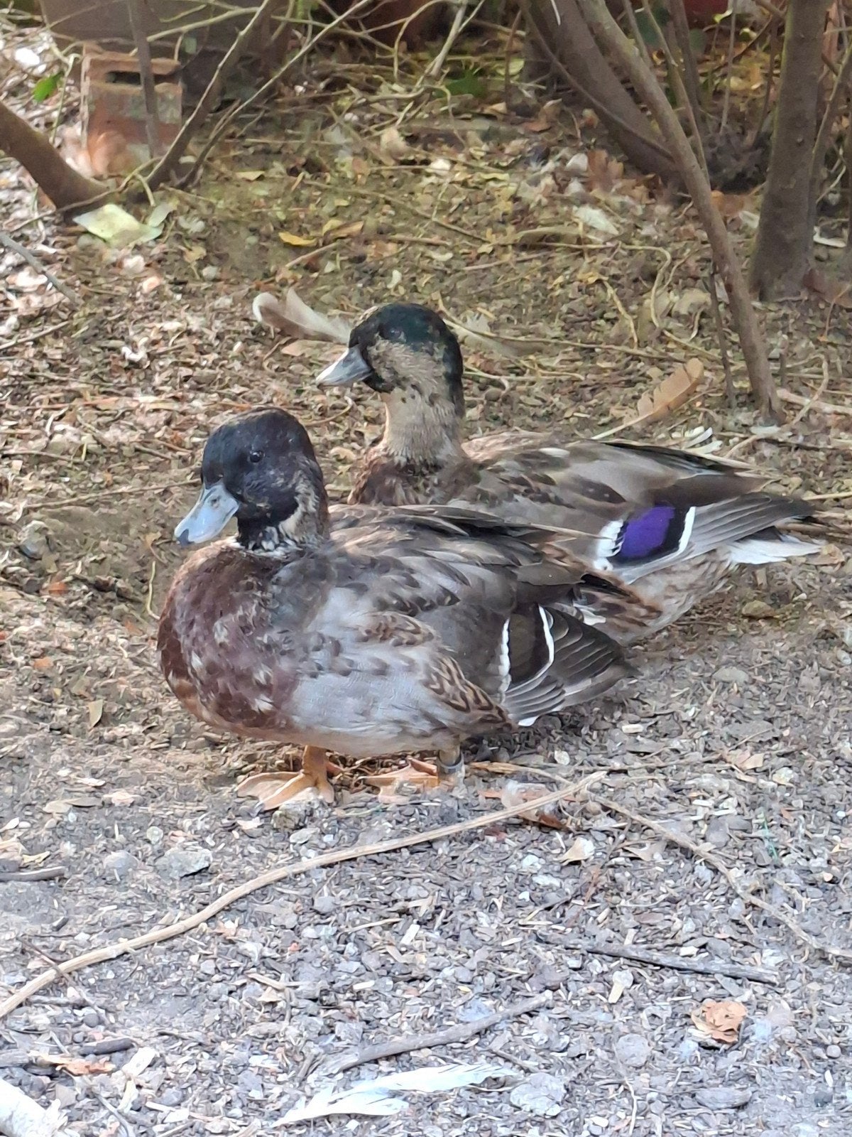 Canard mignon, Mâle, Canard