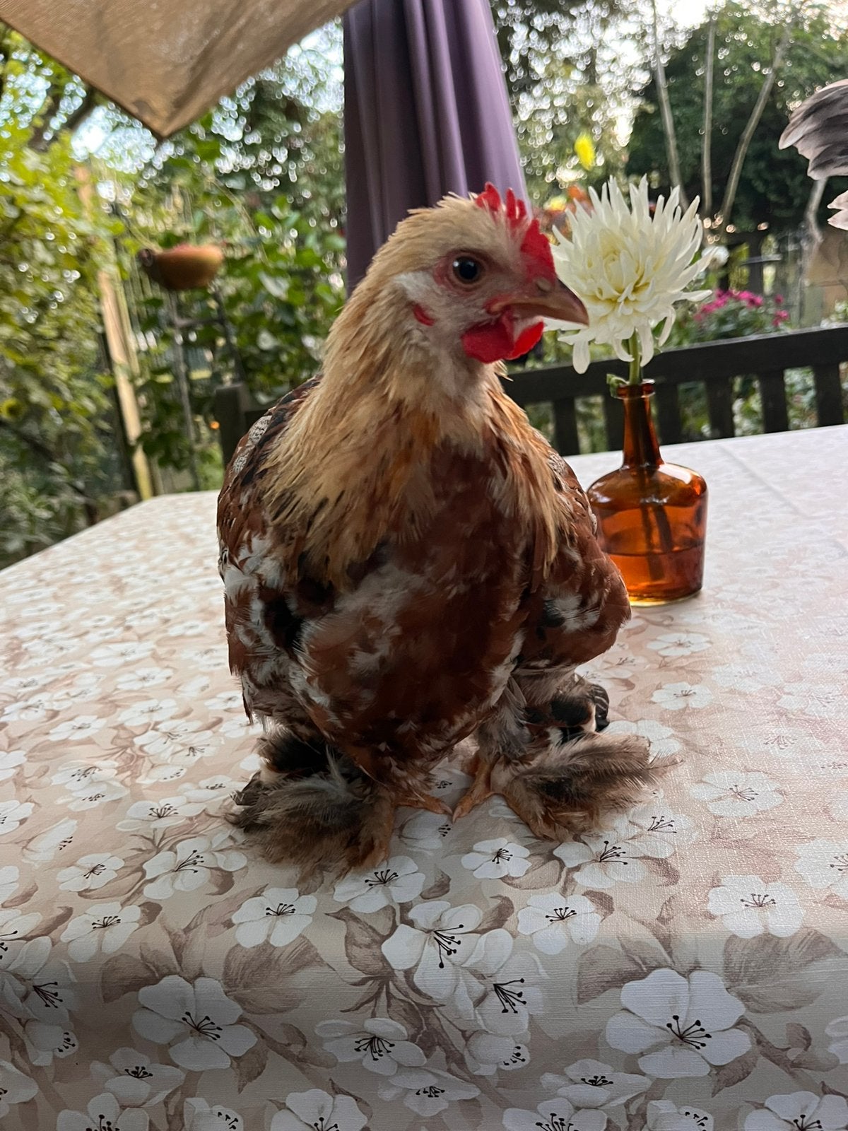 Super lief Cochin haantje, Dieren en Toebehoren, Pluimvee, Mannelijk, Kip