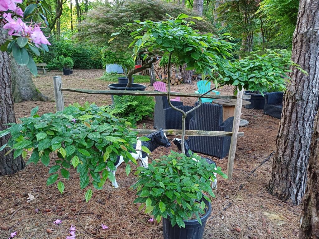 carpinus bonsai haagbeuk, Tuin en Terras, Planten | Bomen, Ophalen
