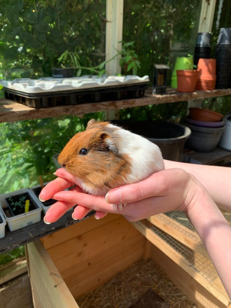 Cavia’s, Dieren en Toebehoren, Knaagdieren, Maart