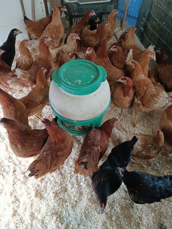 vollaille Bart / la qualité avant tout 0499/082381, Femelle, Poule ou poulet