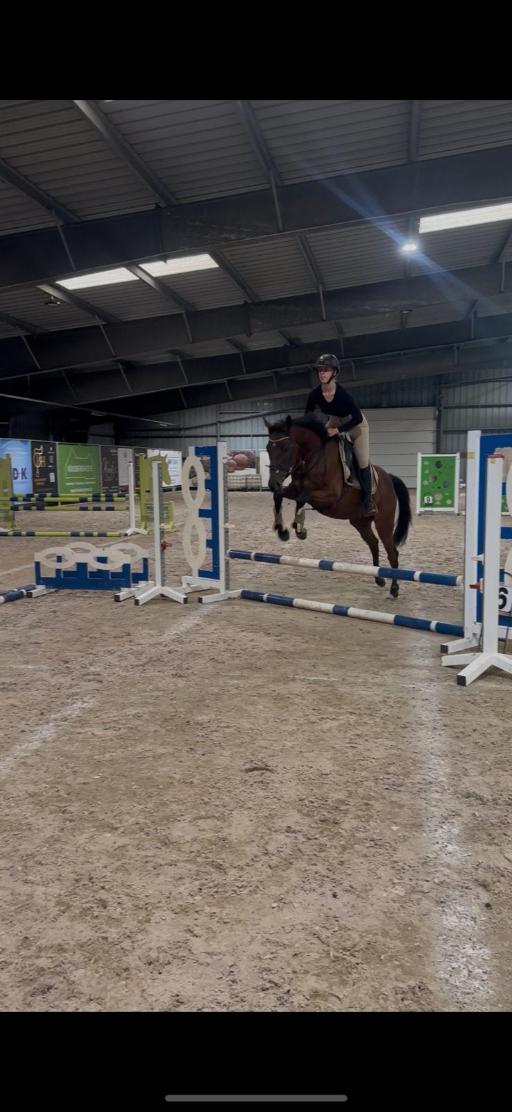 Fijne recreatie / springpony, Dieren en Toebehoren, B, Springpony, 3 tot 6 jaar, Merrie