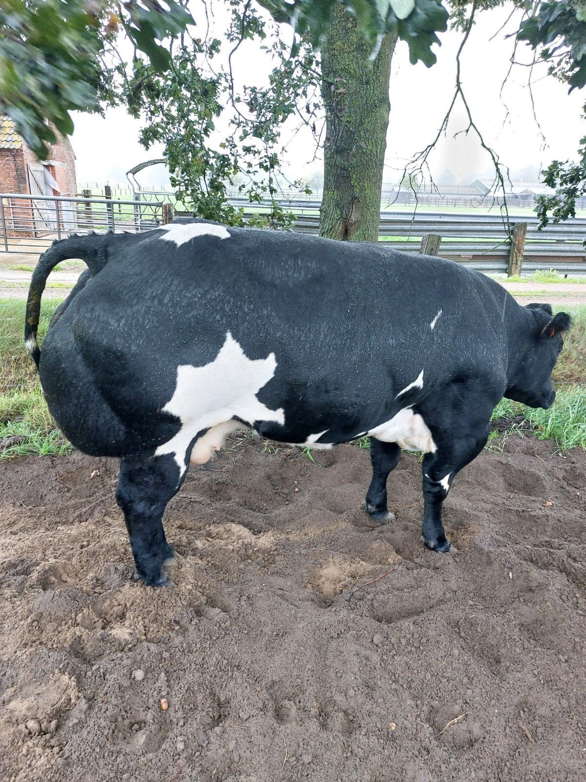 zeer goede stamboek beest