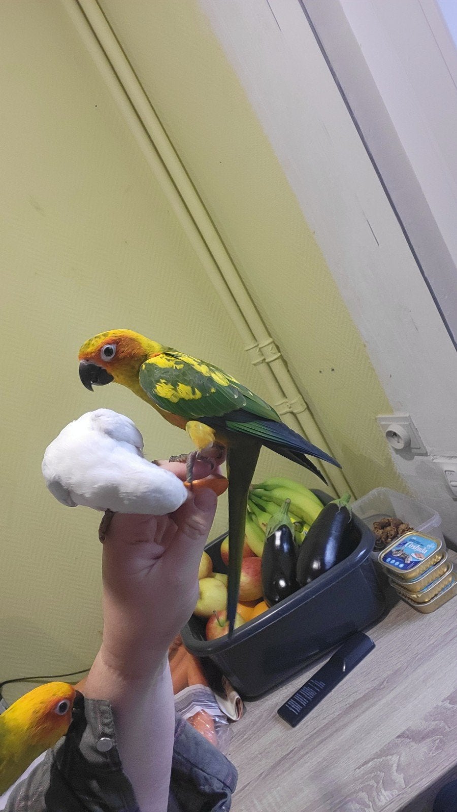 conure