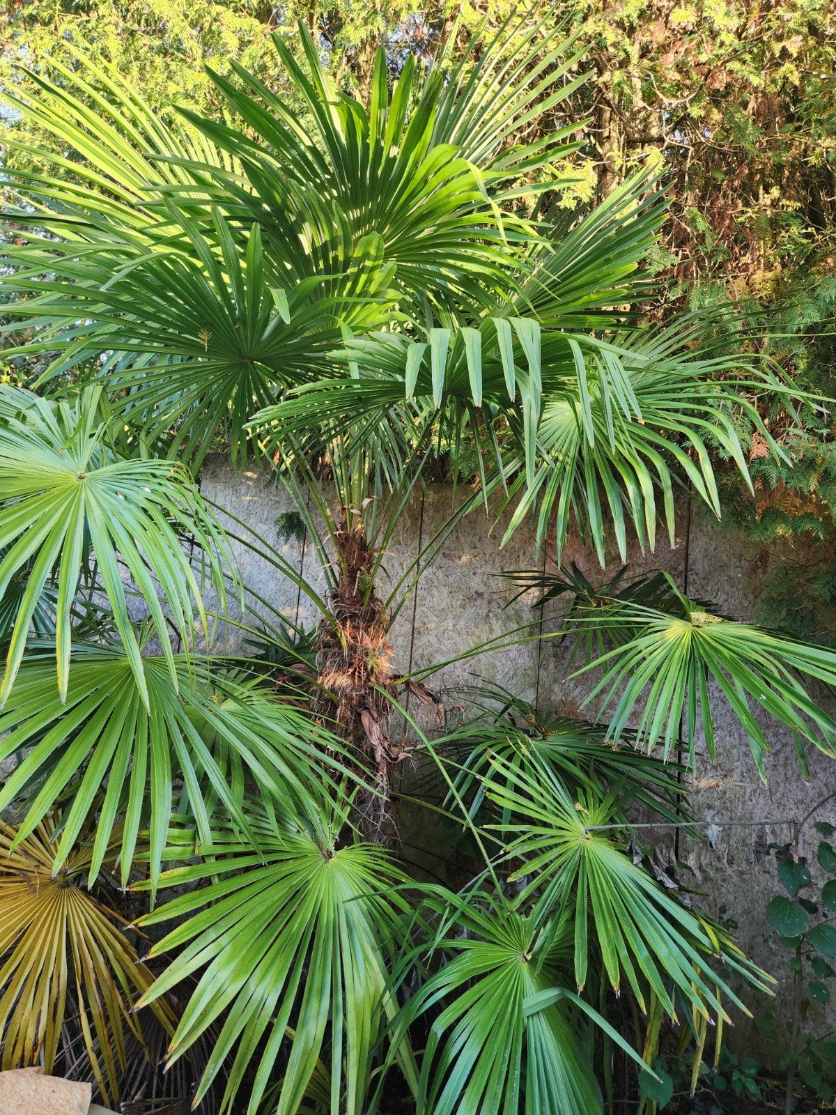 palmboom, Tuin en Terras, Ophalen