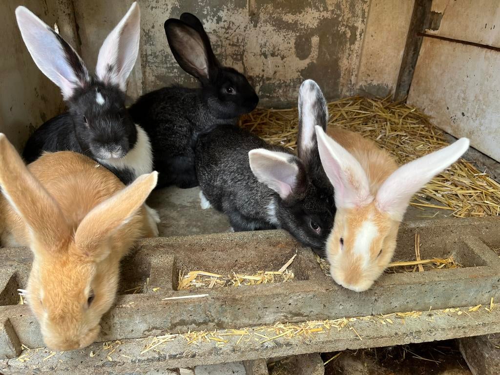 Konijnen te koop, Dieren en Toebehoren, Konijnen
