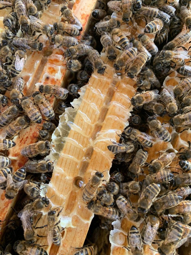 6raams Dadant Blatt volken, Dieren en Toebehoren, Insecten en Spinnen, Bijen