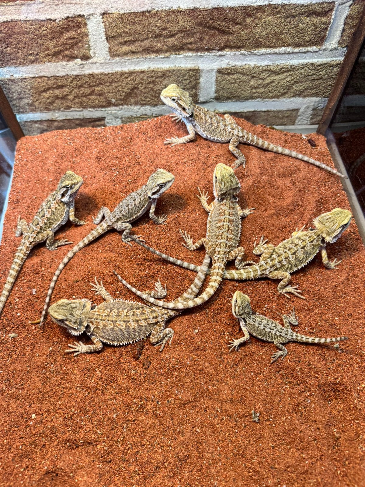 Baardagamen, Dieren en Toebehoren, Hagedis, Tam, 0 tot 2 jaar