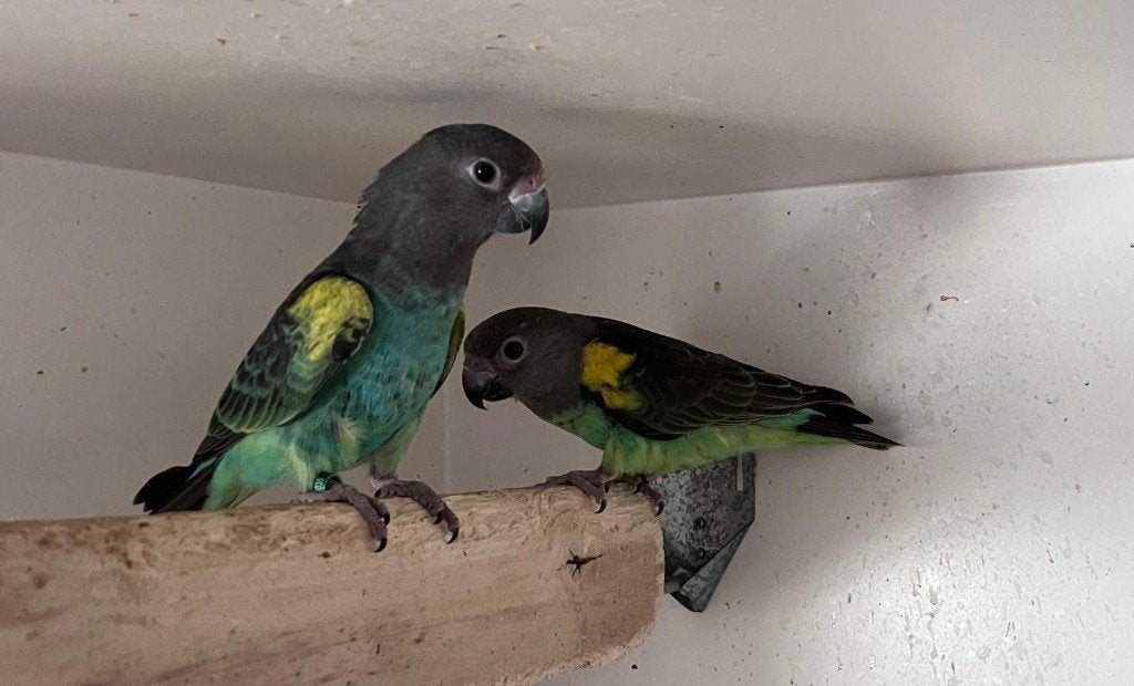 1-1 Poicephalus Meyeri Saturatus 2025-2026, Dieren en Toebehoren, Vogels | Parkieten en Papegaaien, Meerdere dieren, Papegaai