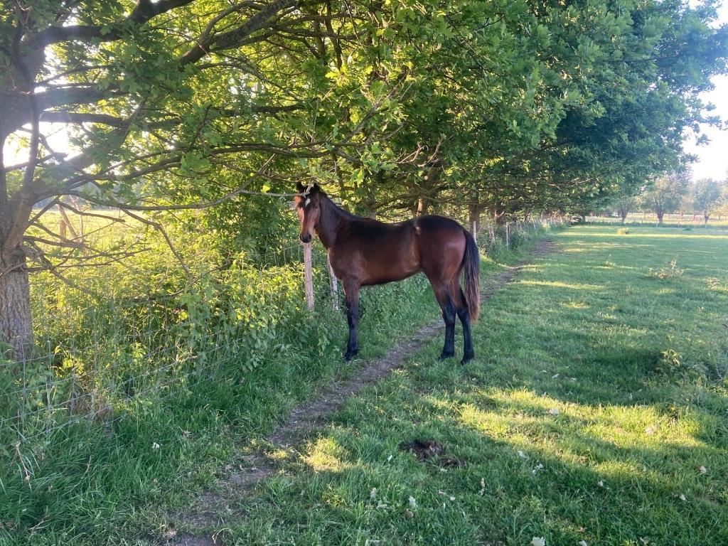 Kudde Paarden, Dieren en Toebehoren, Paarden, Meerdere dieren, Onbeleerd