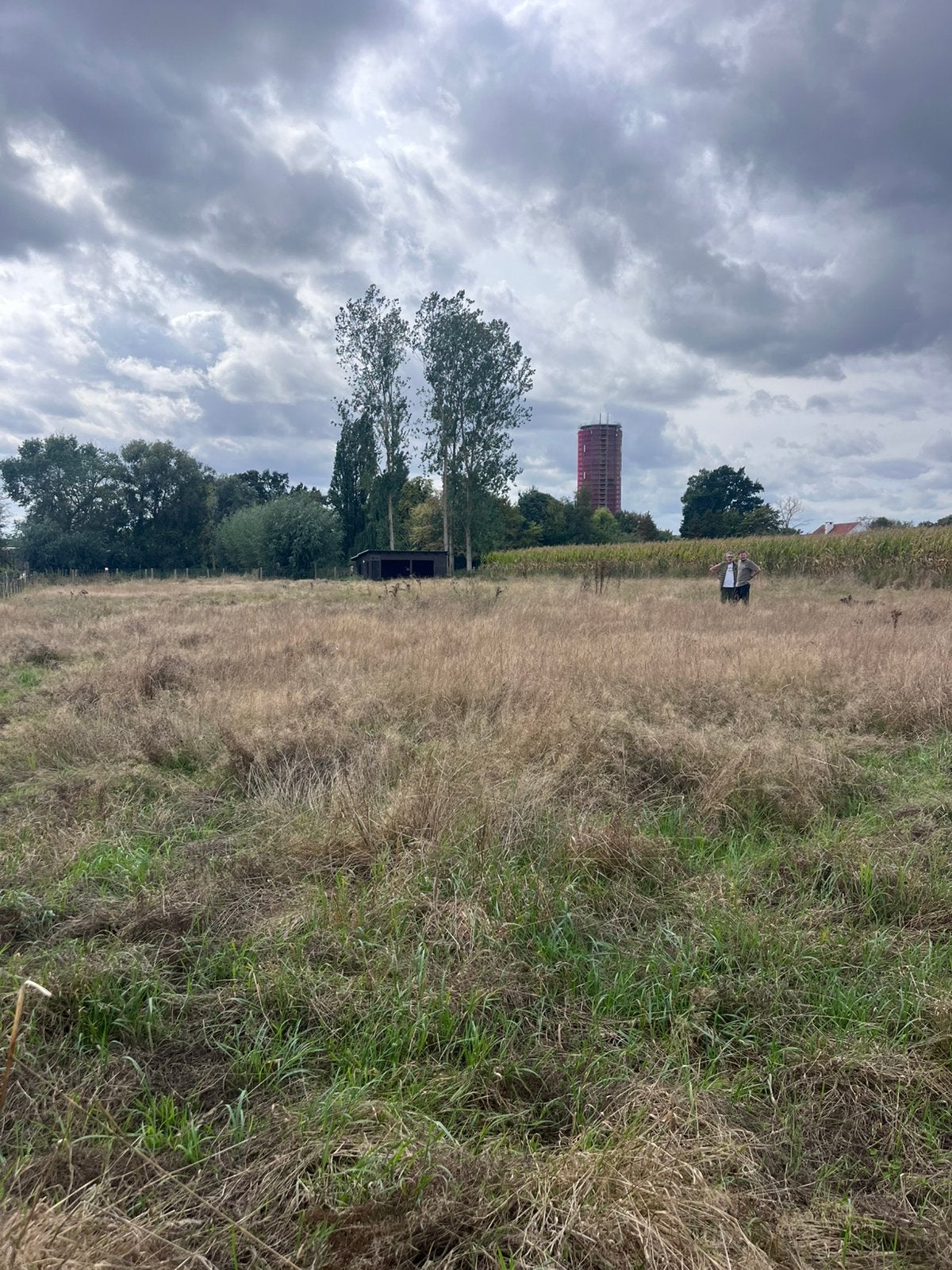 Weide, Dieren en Toebehoren, Weidegang, 1 paard of pony