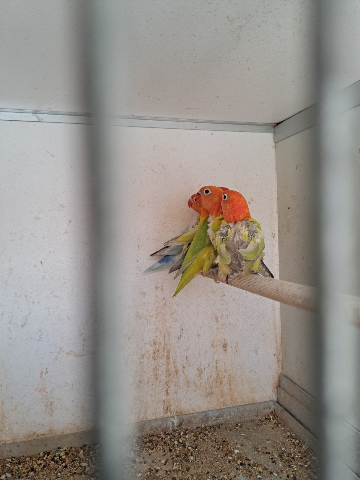 ficheri's : groene  en blauwe dilute opaline., Meerdere dieren, Dwergpapegaai of Agapornis, Geringd