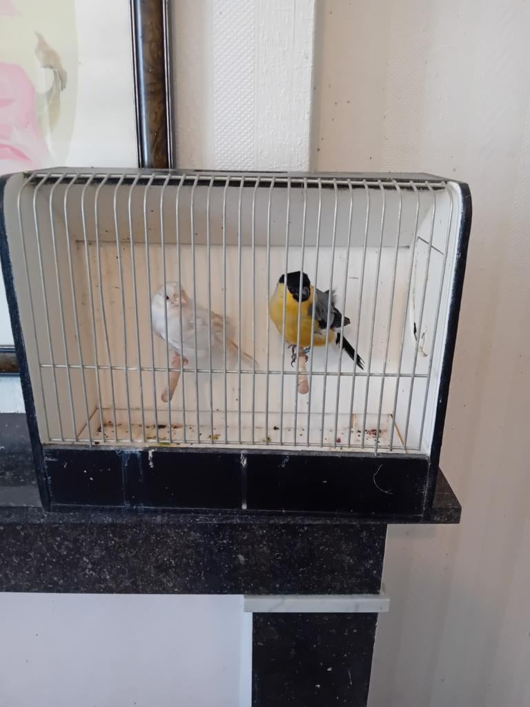 Satinet goudvink pop x geel man split satinet, Ophalen of Verzenden