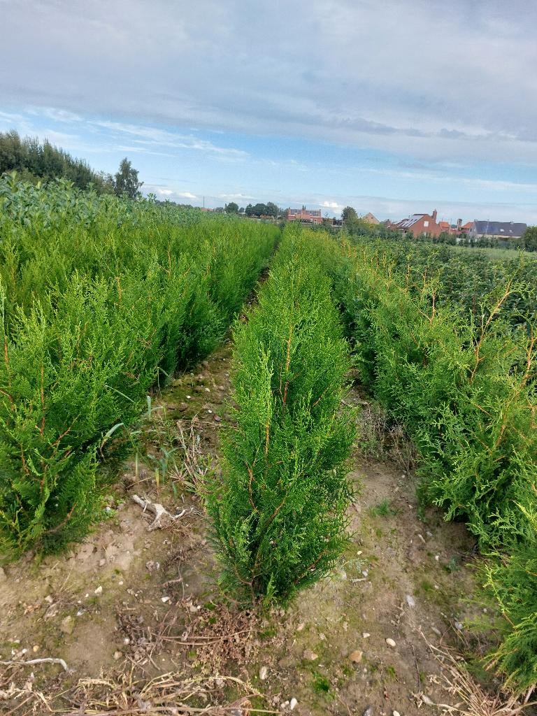 Thuja plicata Atrovirens, Enlèvement, Haie