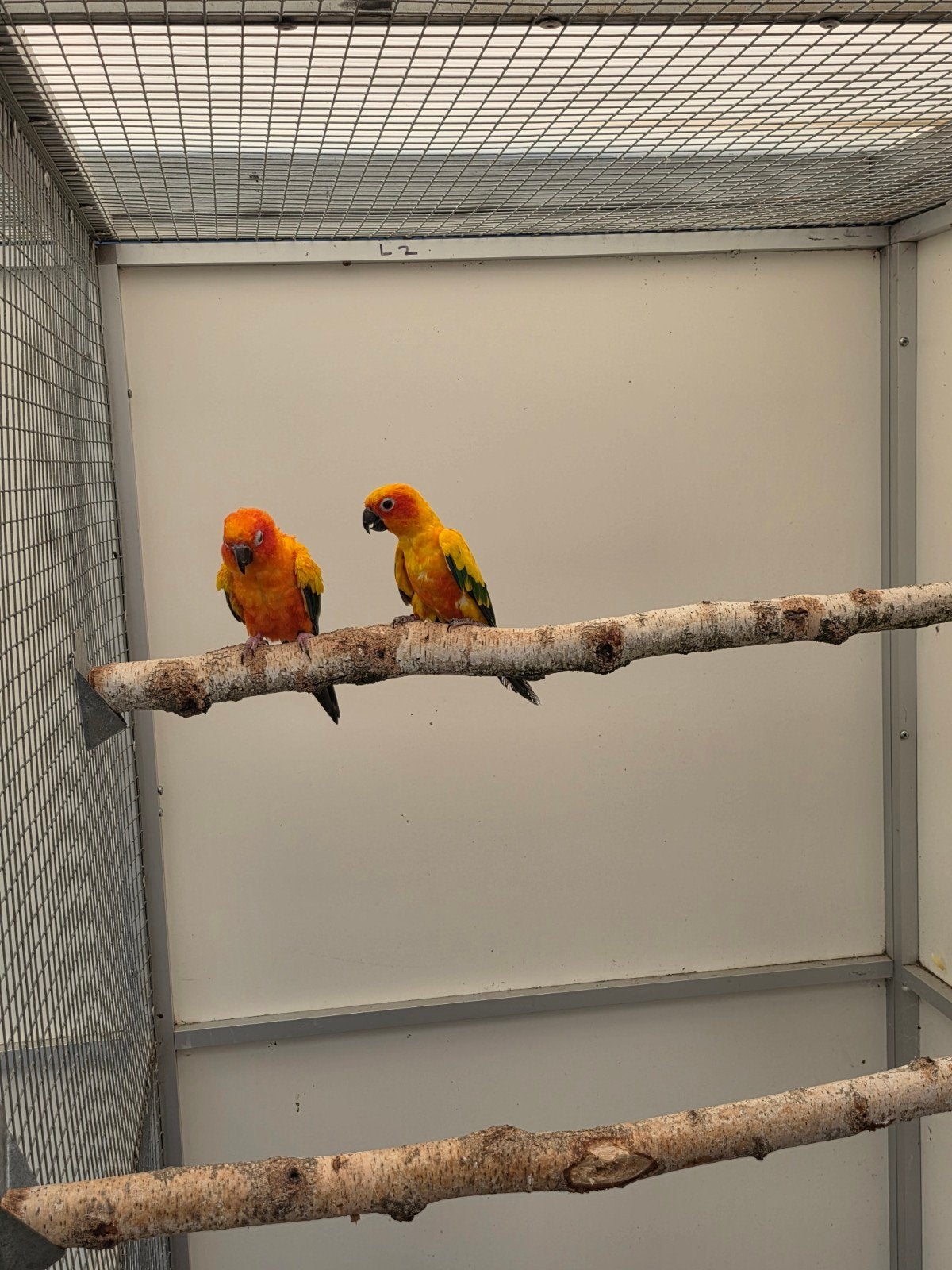 Koppel zonneparkieten, Dieren en Toebehoren